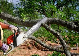 Tree and Shrub Care in Theresa, WI