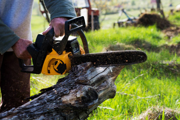 How Our Tree Care Process Works  in  Theresa, WI